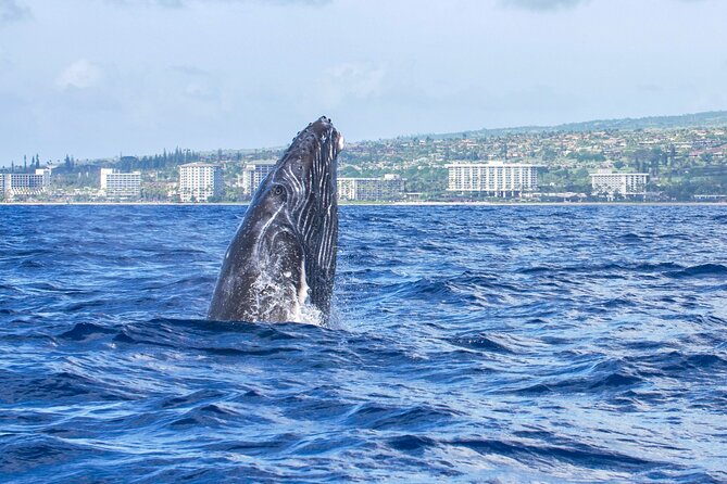 Whale Watching Tour on a Charming Hawaiian Catamaran From Maalaea - Snacks, Mai Tais, and the Onboard Tiki-Bar Feel