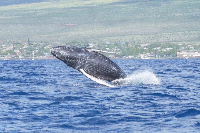 Whale Watching Tour on a Charming Hawaiian Catamaran From Maalaea - How the Crew Shapes the Experience