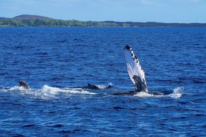 Whale Watching Tour on a Charming Hawaiian Catamaran From Maalaea - The Practical Cost of the $85 Ticket