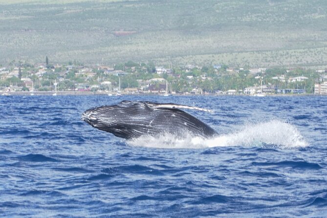 Whale Watching Tour on a Charming Hawaiian Catamaran From Maalaea - Who Will Enjoy the Winona Most