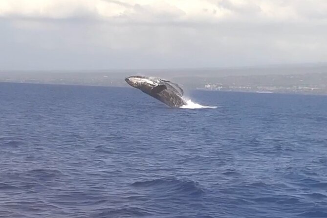 Whale Watching Tour on a Charming Hawaiian Catamaran From Maalaea - Views of West Maui, Molokai, and Lanai