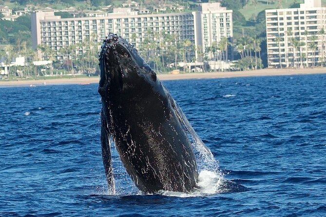 WHALES GUARANTEED Maui Whale Watching Makai Adventures - Practical preparation for a better outing