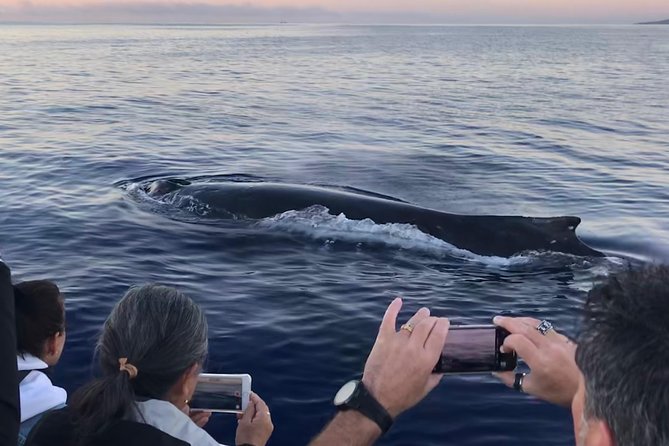 WHALES GUARANTEED Maui Whale Watching Makai Adventures - The first minutes on the water