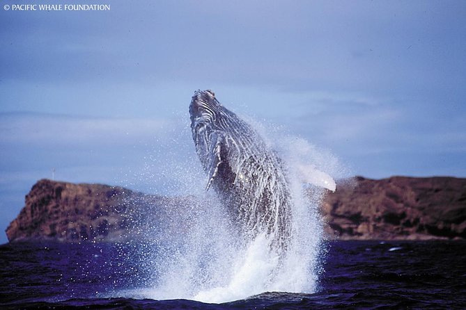 Whalewatch Deluxe Tour from Ma'alaea Harbor - Why three hours matters off Maui