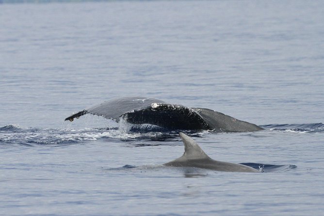 Whalewatch Deluxe Tour from Ma'alaea Harbor - What the Marine Naturalists add