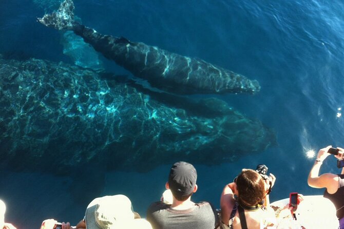 Whalewatch Deluxe Tour from Ma'alaea Harbor - Lunch, drinks, and the fine print