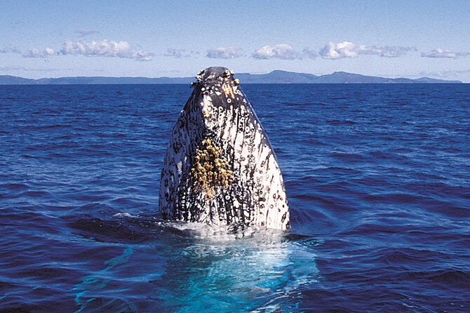 Whalewatch Deluxe Tour from Ma'alaea Harbor - The 1 p.m. departure from Maalaea Harbor