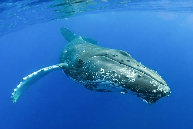 Whalewatch Deluxe Tour from Ma'alaea Harbor - What a typical cruise feels like