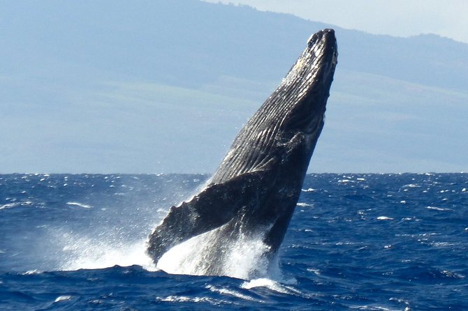 Whalewatch Deluxe Tour from Ma'alaea Harbor - Comparing this cruise with a smaller boat