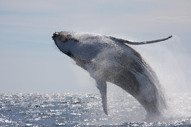 Whalewatch Deluxe Tour from Ma'alaea Harbor - A roomy catamaran with space to move